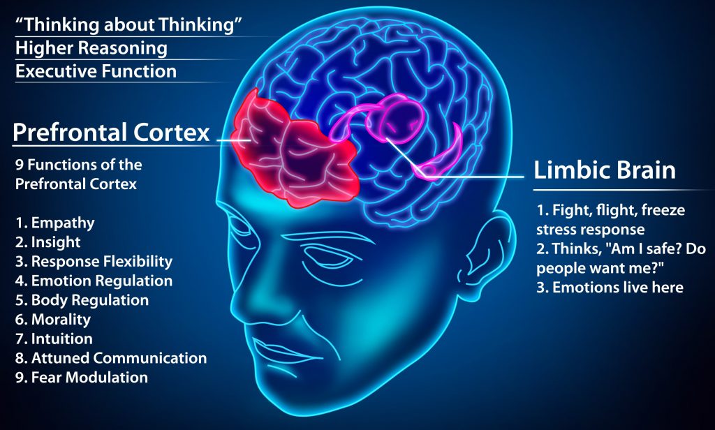 300 dpi prefrontal cortex vs limbic CHART.CROPPED