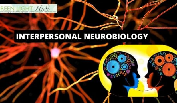 What is Interpersonal Neurobiology used for?